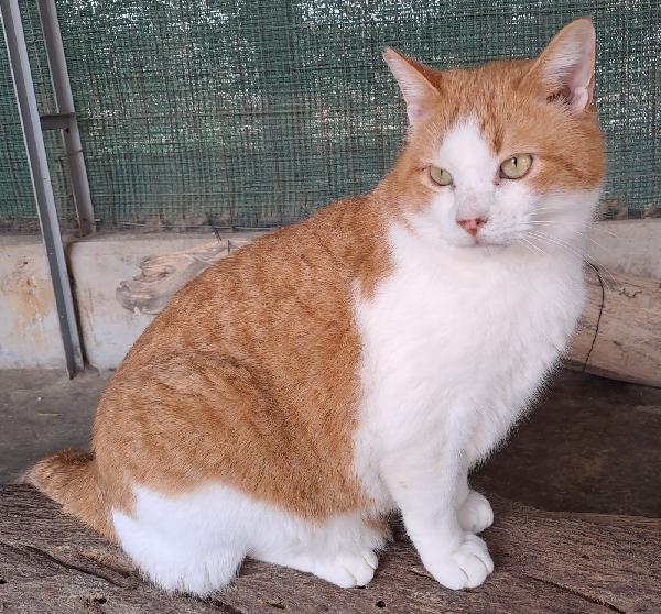 Kiwi, Una famiglia per un bel musetto Foto 6